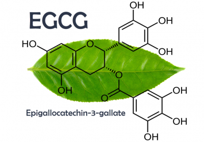 Công dụng tuyệt vời của chất EGCG trong trà xanh